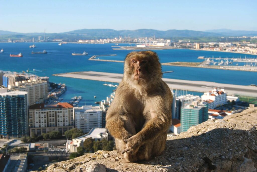 Landebahn mit Gibraltar Affe und Ocean Village