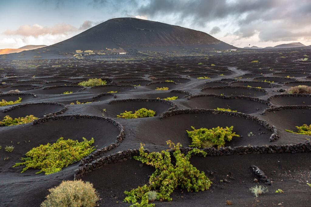 Weinbau in der Umgebung von Teguise Markt im Lavafeld