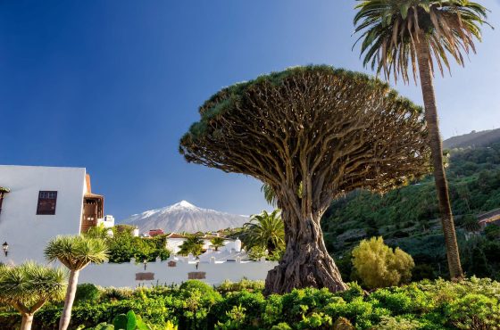 Drachenbaum auf Teneriffa